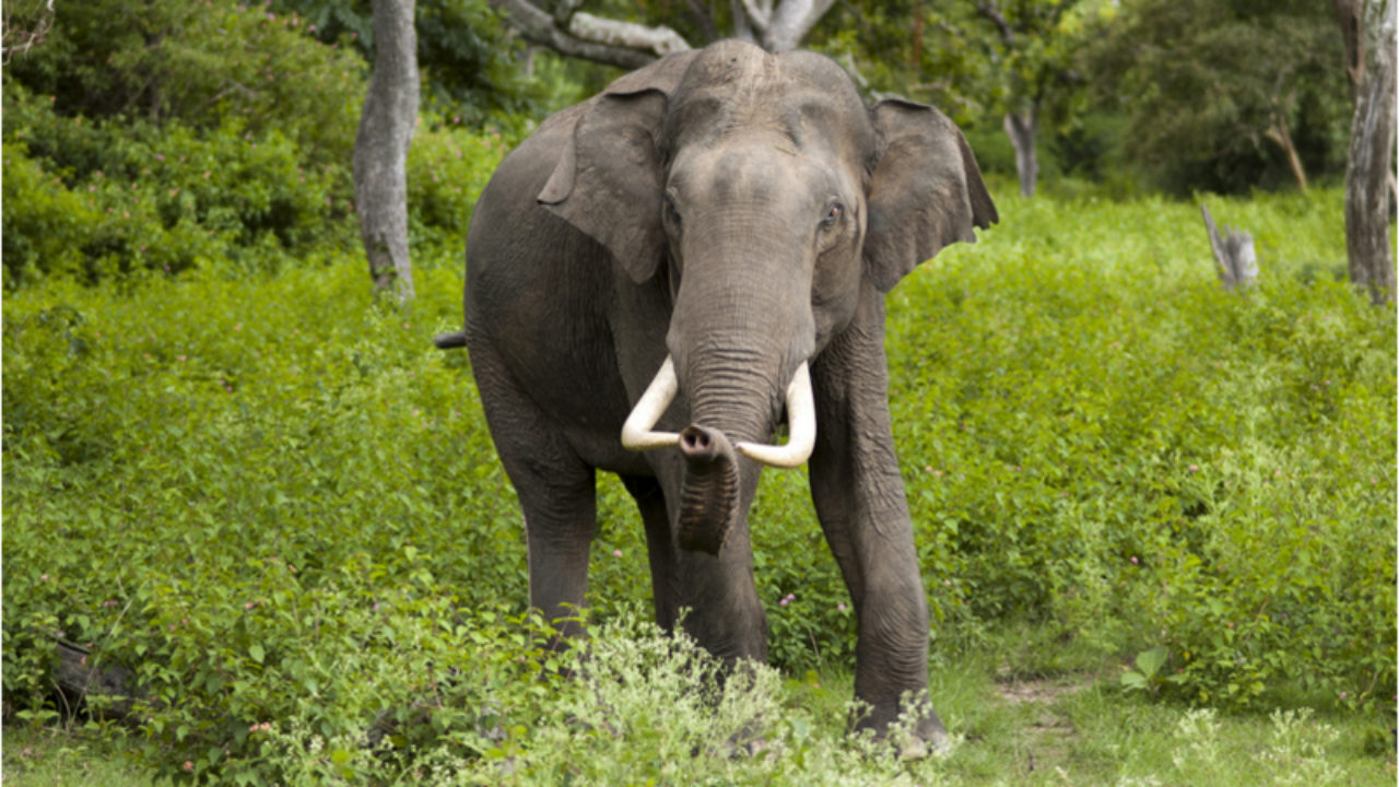 Výsledek obrázku pro Borneo Elephant