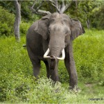 borneo pygmy elephant