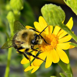 Bumble Bee : Facts, Diet, Behavior