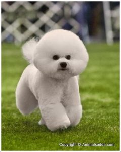 Bichon Frise