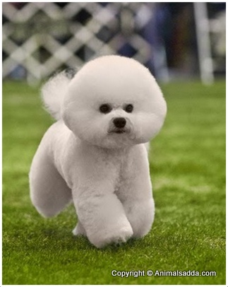 facts about bichon frise