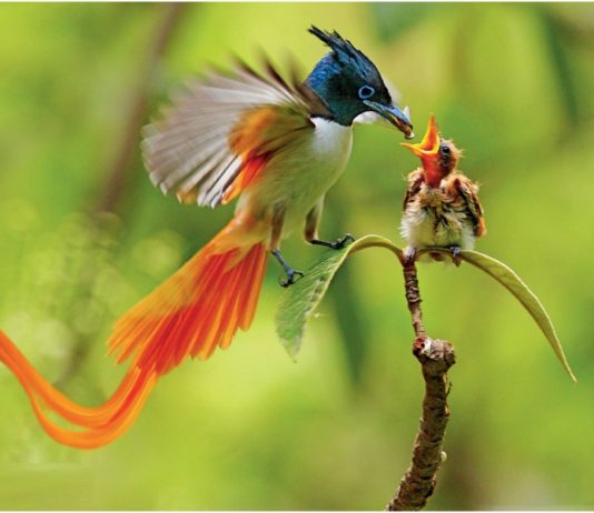 Birds of Paradise