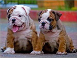 Bulldog : Dog Breed Information, Puppies & Price