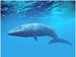 Blue Whale