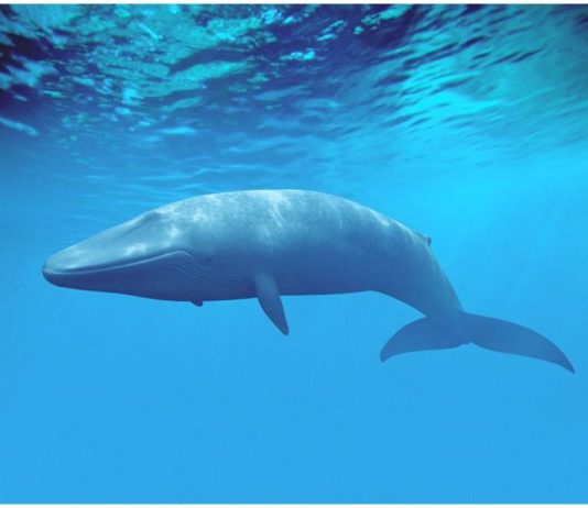 Blue Whale