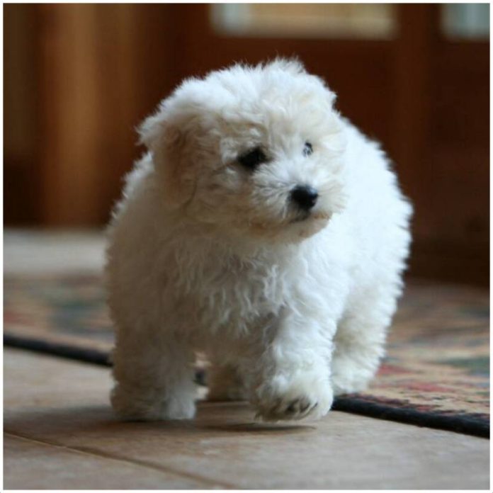 Bolognese Dog Facts, Pictures, Habitat, Diet, Appearance, LifeSpan Animals Adda