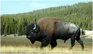 Buffalo – Facts, Habitat, Pictures, Lifespan