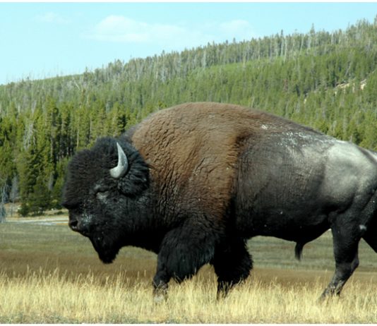 Buffalo