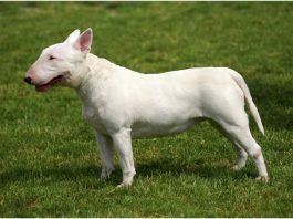 Bull Terrier