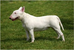 Bull Terrier – Dog Breed Information