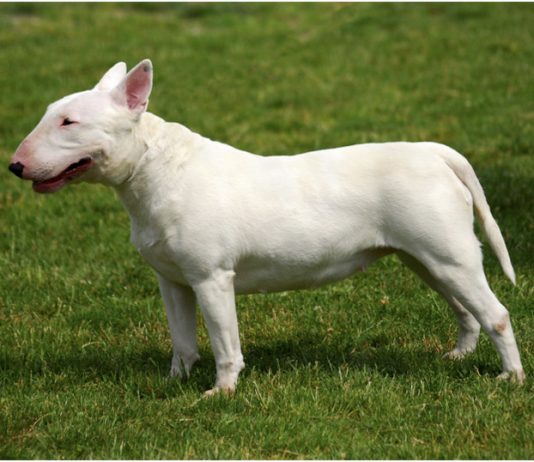 Bull Terrier