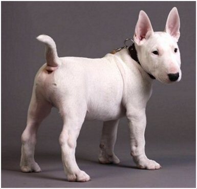 do bull terriers shed