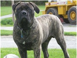 BullMastiff