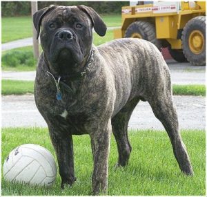 BullMastiff : Facts, Puppy, Price, Temperament