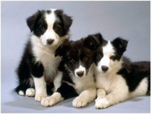 Border Collie – Dog Breed Information