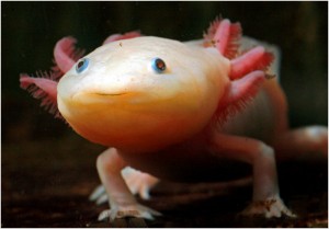 Axolotl