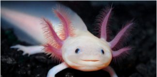 Axolotl