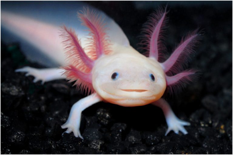 Axolotl