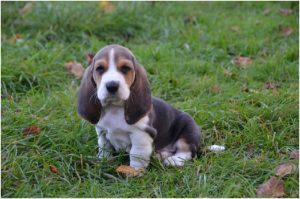 Basset Artesian Normand