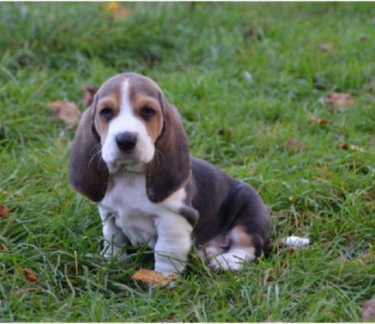 Basset Artesien Normand