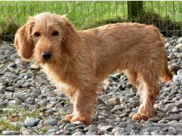 Basset Fauve de Bretagne