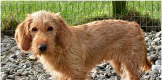 Basset Fauve de Bretagne