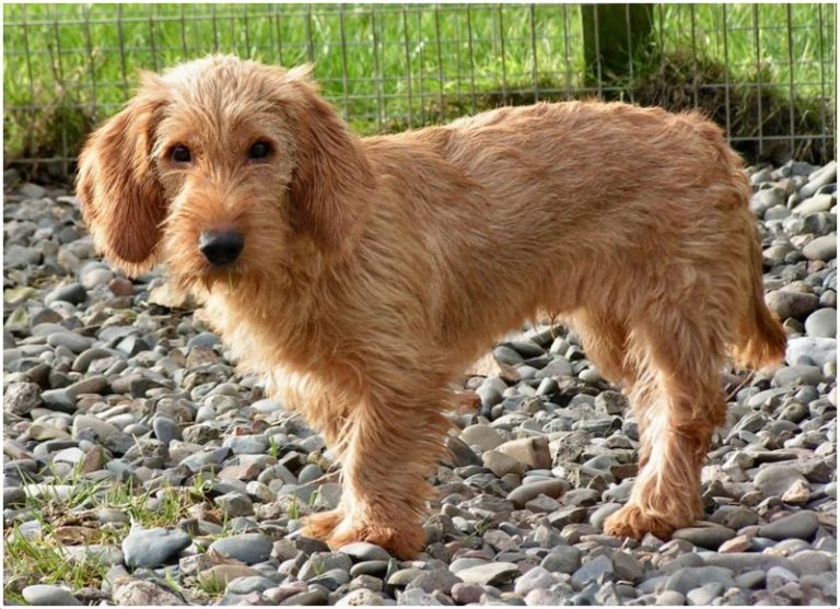 Basset Fauve de Bretagne