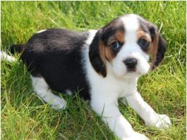 Beaglier