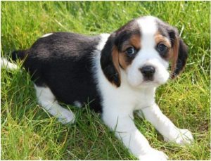 Beaglier