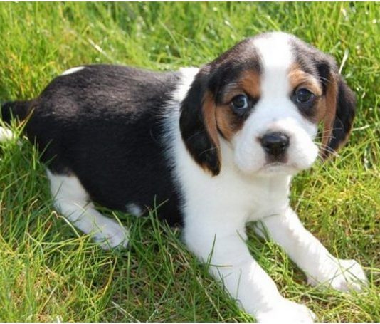Beaglier