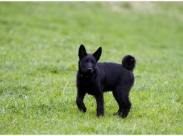 Black Norwegian Elkhound