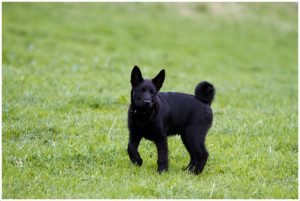 Black Norwegian Elkhound