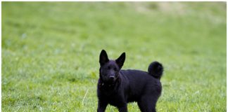 Black Norwegian Elkhound