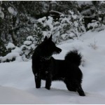 Black Norwegian Elkhound