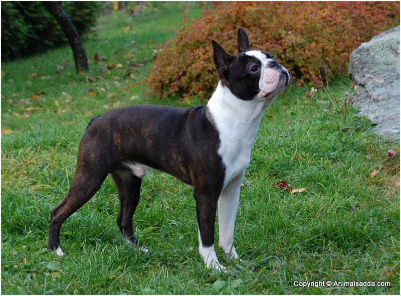 Healthy best sale boston terrier