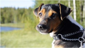 Brazilian Terrier – Dog Breed Information