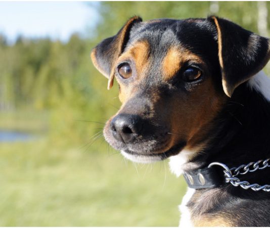 Brazilian Terrier