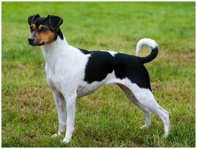 Brazilian Terrier - Facts, Pictures, Breeders, Puppies, Price ...