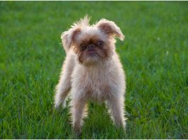 Brussels Griffon