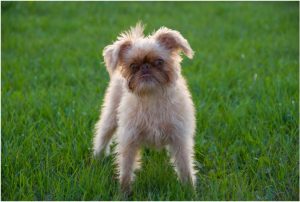 Brussels Griffon