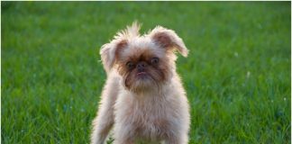 Brussels Griffon