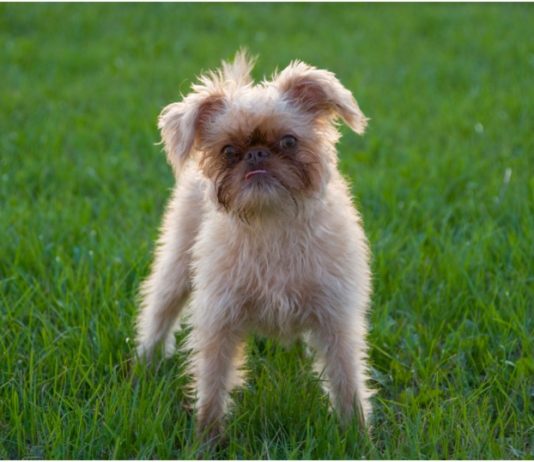 Brussels Griffon