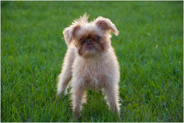 Brussels Griffon