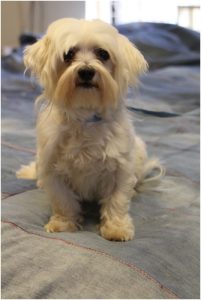 Cairmal Dog : Facts and Information