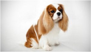 Cavalier King Charles Spaniel