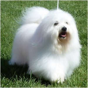 Coton de Tulear – Dog Breed Information