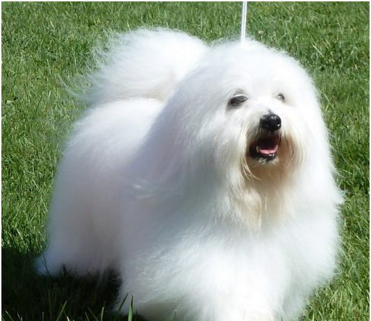 Coton de Tulear