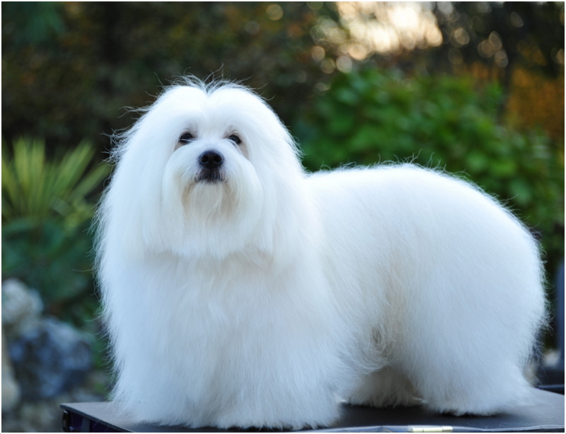 Coton-de-Tulear-4.jpg