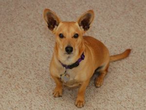Dorgi – Dog Breed Information