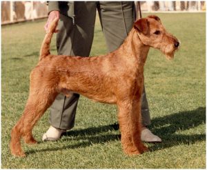 Irish Terrier – Facts, Puppy, Temperament, Price